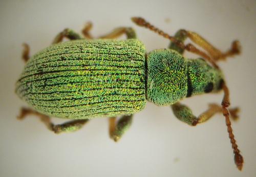 Réf. 257 190 : Phyllobius roboretanus